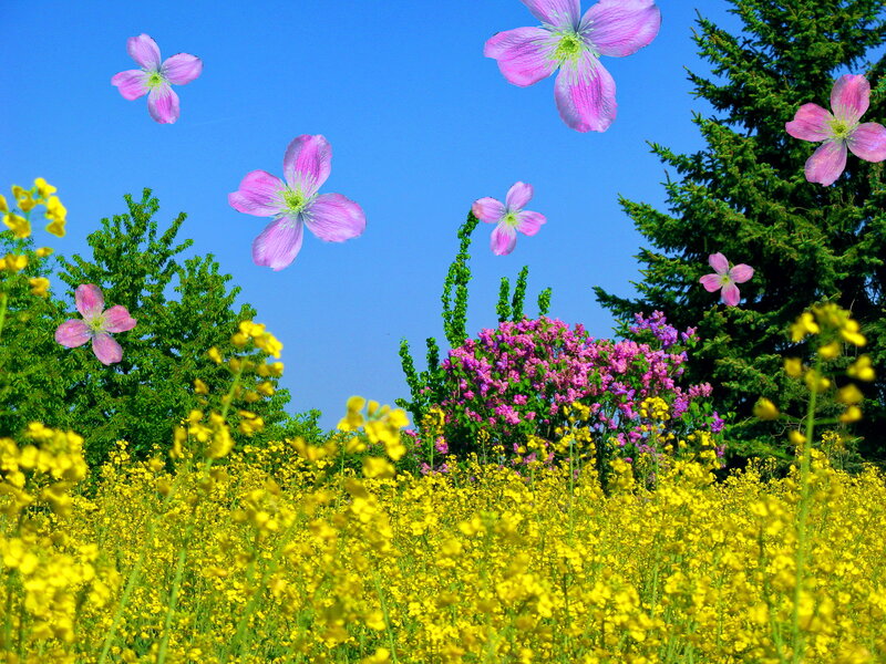 Yellow Flowers and Pink Blossoms