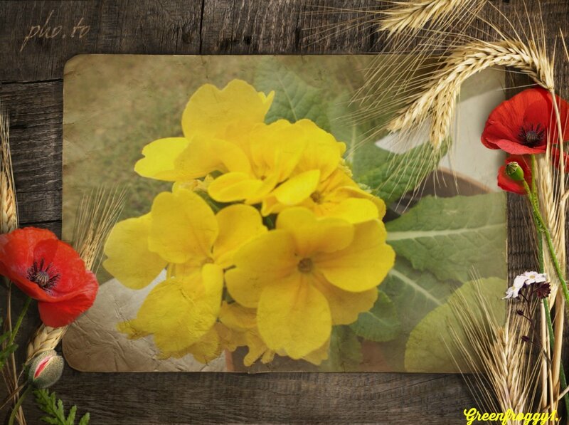 Yellow Flowers and Poppies