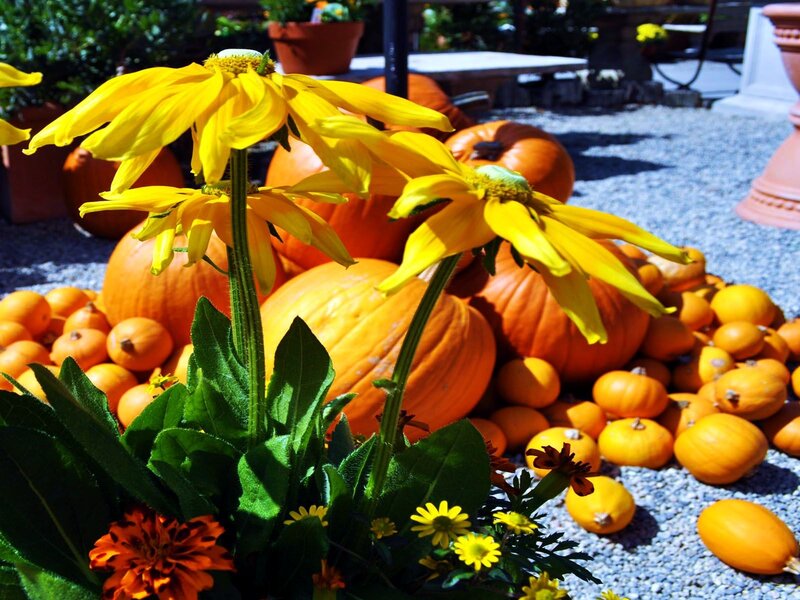 Yellow Flowers and Pumpkins