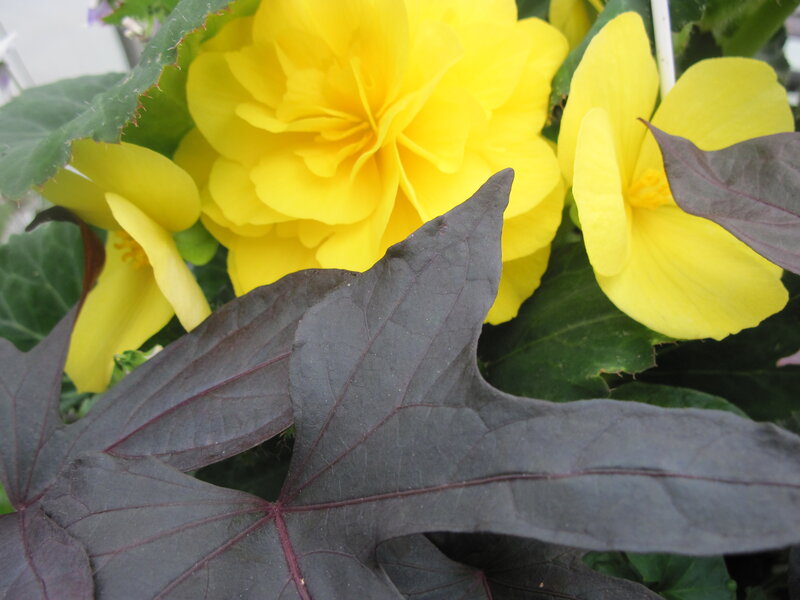 Yellow Flowers and Purple Leaves