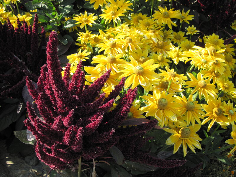 Yellow Flowers and Red Plants