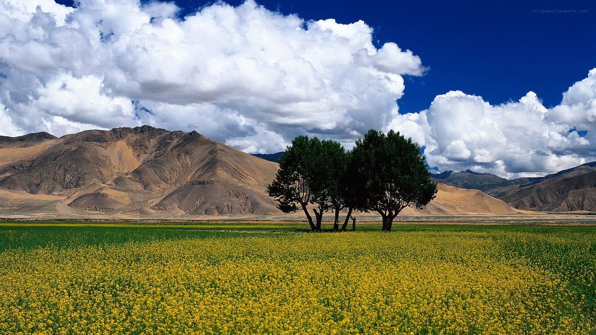 Yellow flowers and trees in a valley