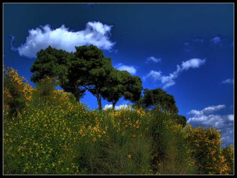 Yellow Flowers and Trees