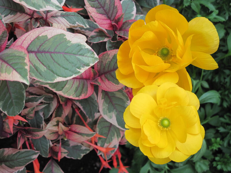 Yellow Flowers and Variegated Leaves