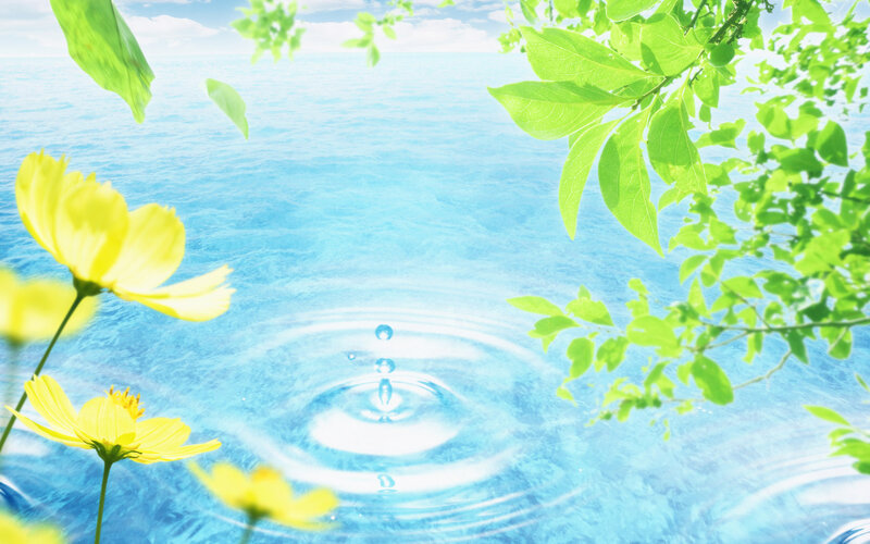 Yellow Flowers and Water