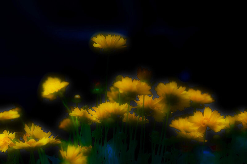 Yellow Flowers at Night