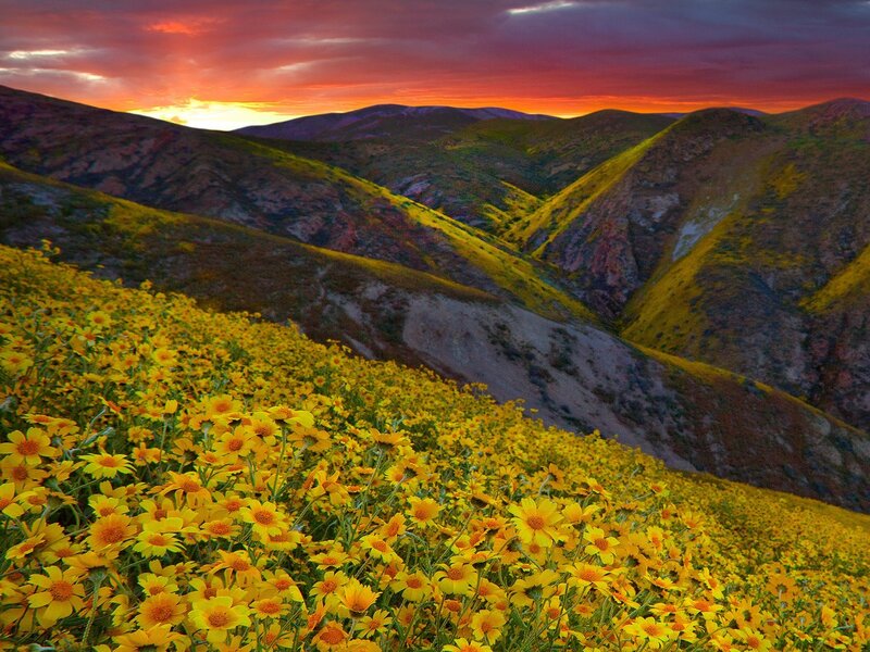 Yellow flowers at sunset in the hills