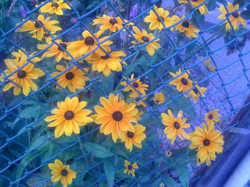Yellow flowers behind a fence