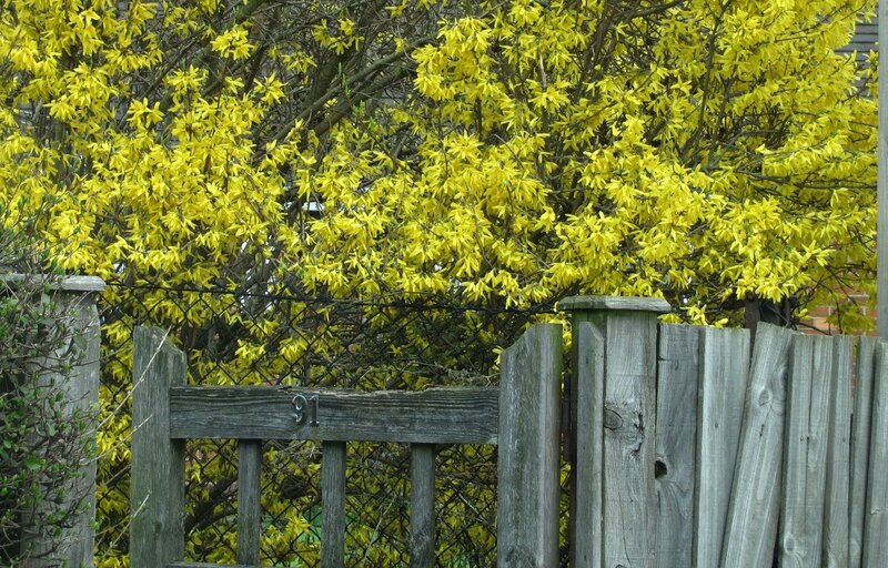 Yellow flowers behind a wooden fence