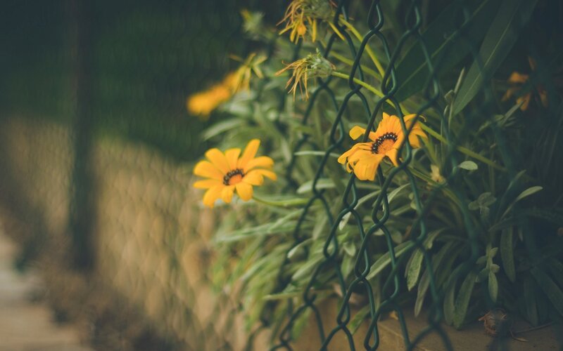Yellow Flowers Behind Fence — Calm