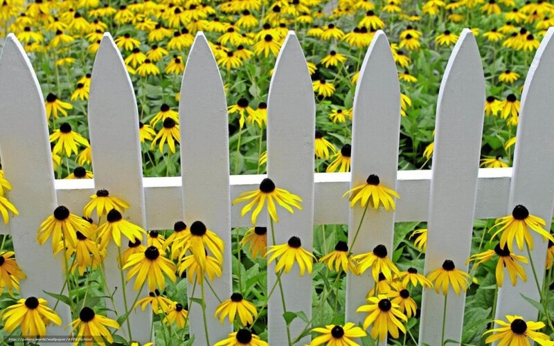 Yellow Flowers Behind Fence — Serene, Summer, Photograph