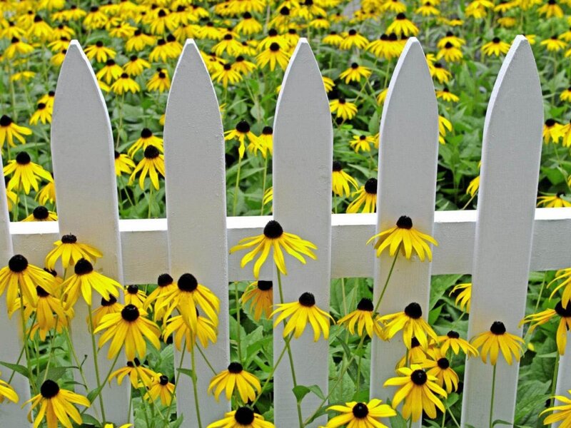 Yellow Flowers Behind Fence — Serene, Summer