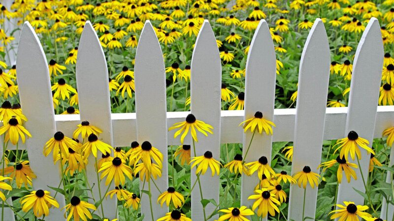 Yellow Flowers Behind Fence — Serene