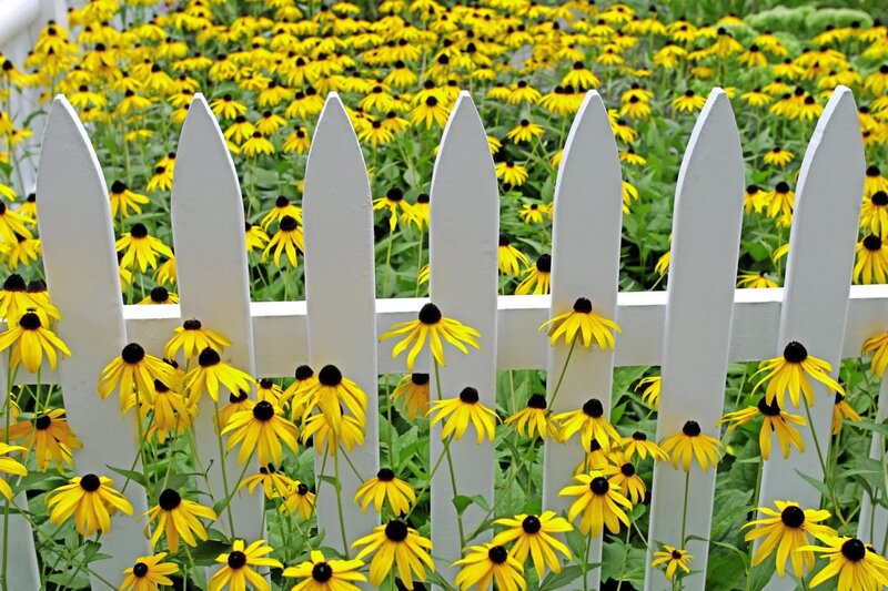 Yellow Flowers Behind Fence