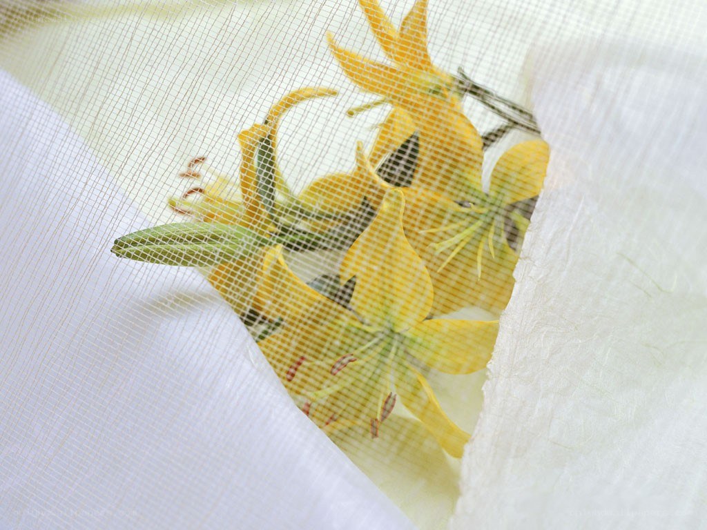 yellow flowers behind sheer fabric