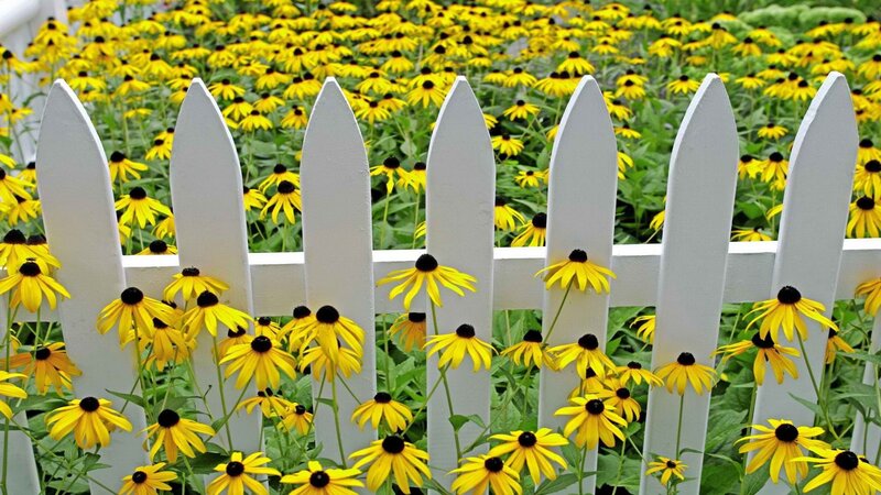 Yellow flowers behind white fence