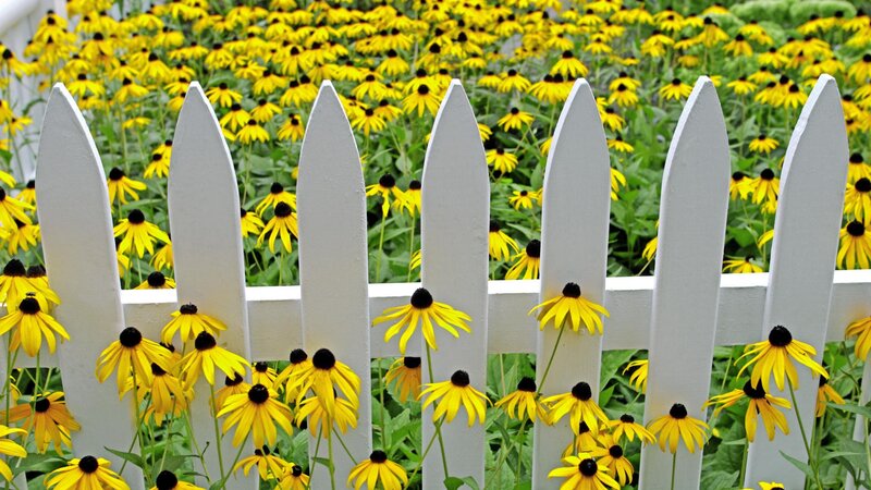 Yellow flowers behind white fence