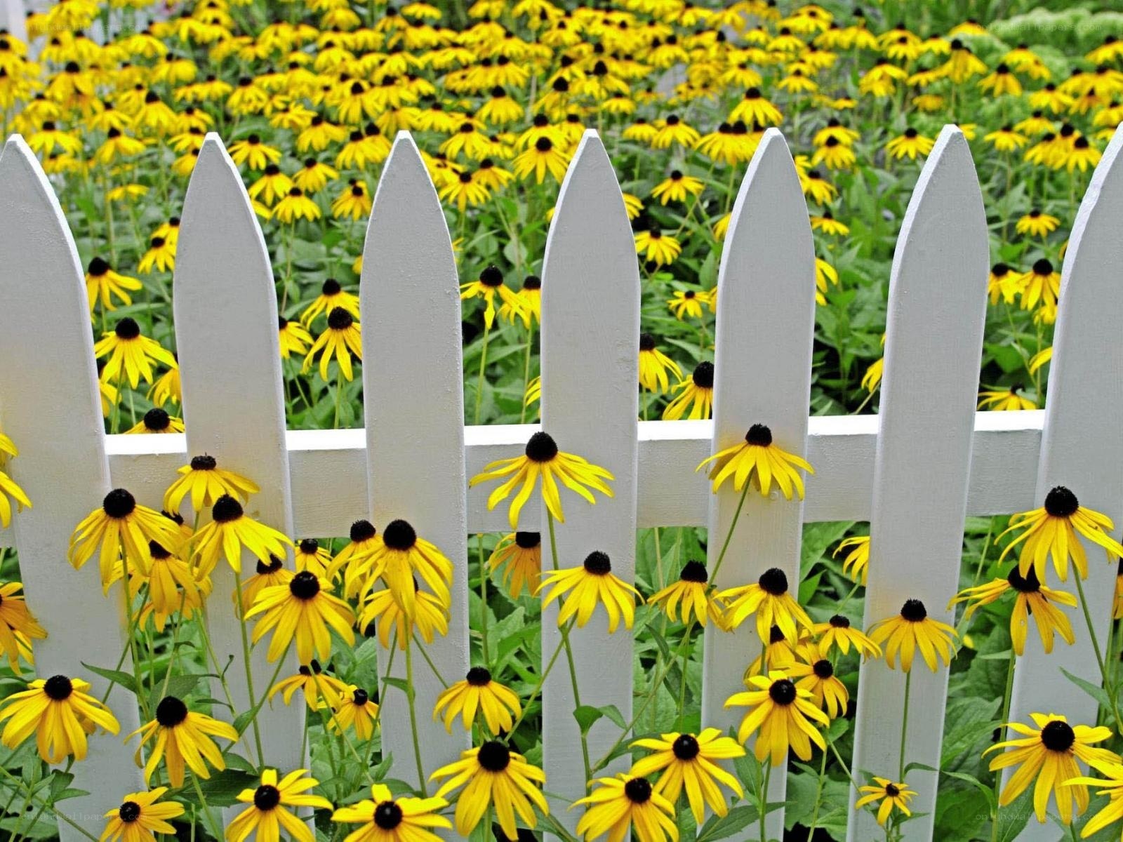 Yellow flowers behind white fence