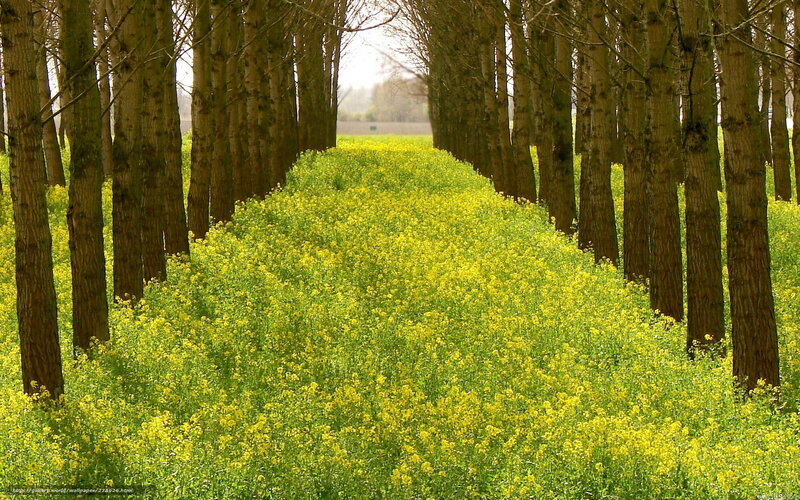 Yellow Flowers Between Trees — Serene