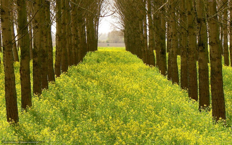 Yellow flowers between trees