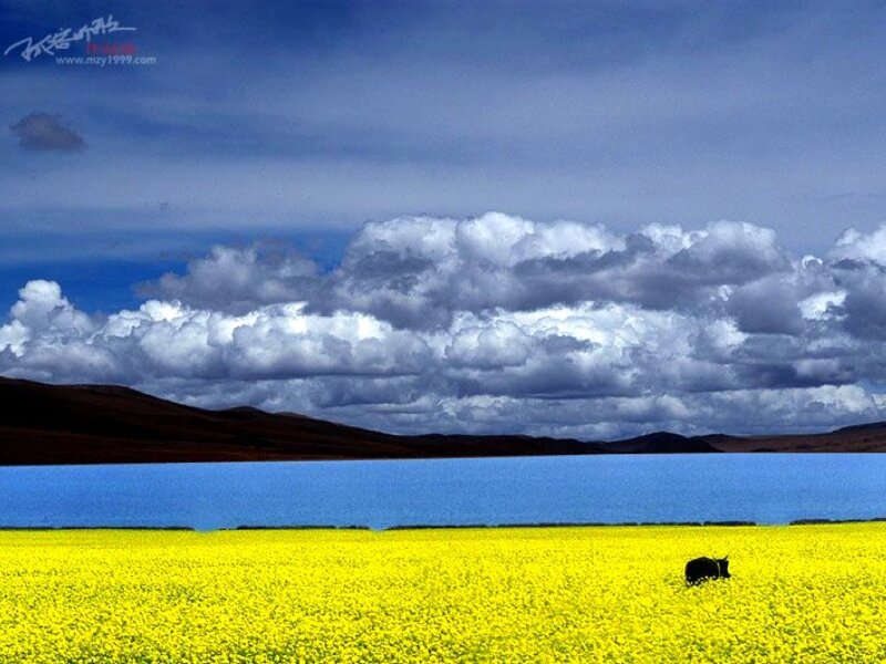 Yellow flowers by a blue lake