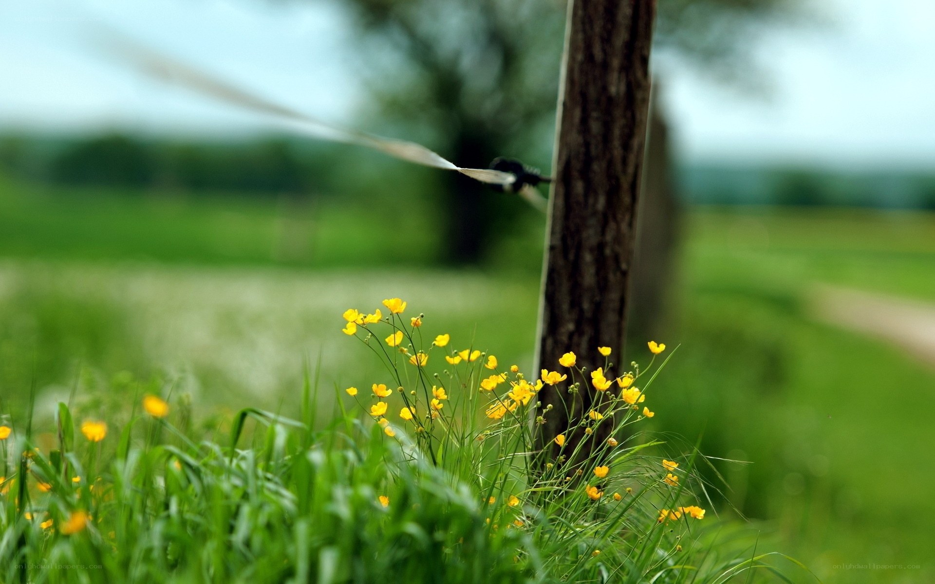 Yellow flowers by a fence post