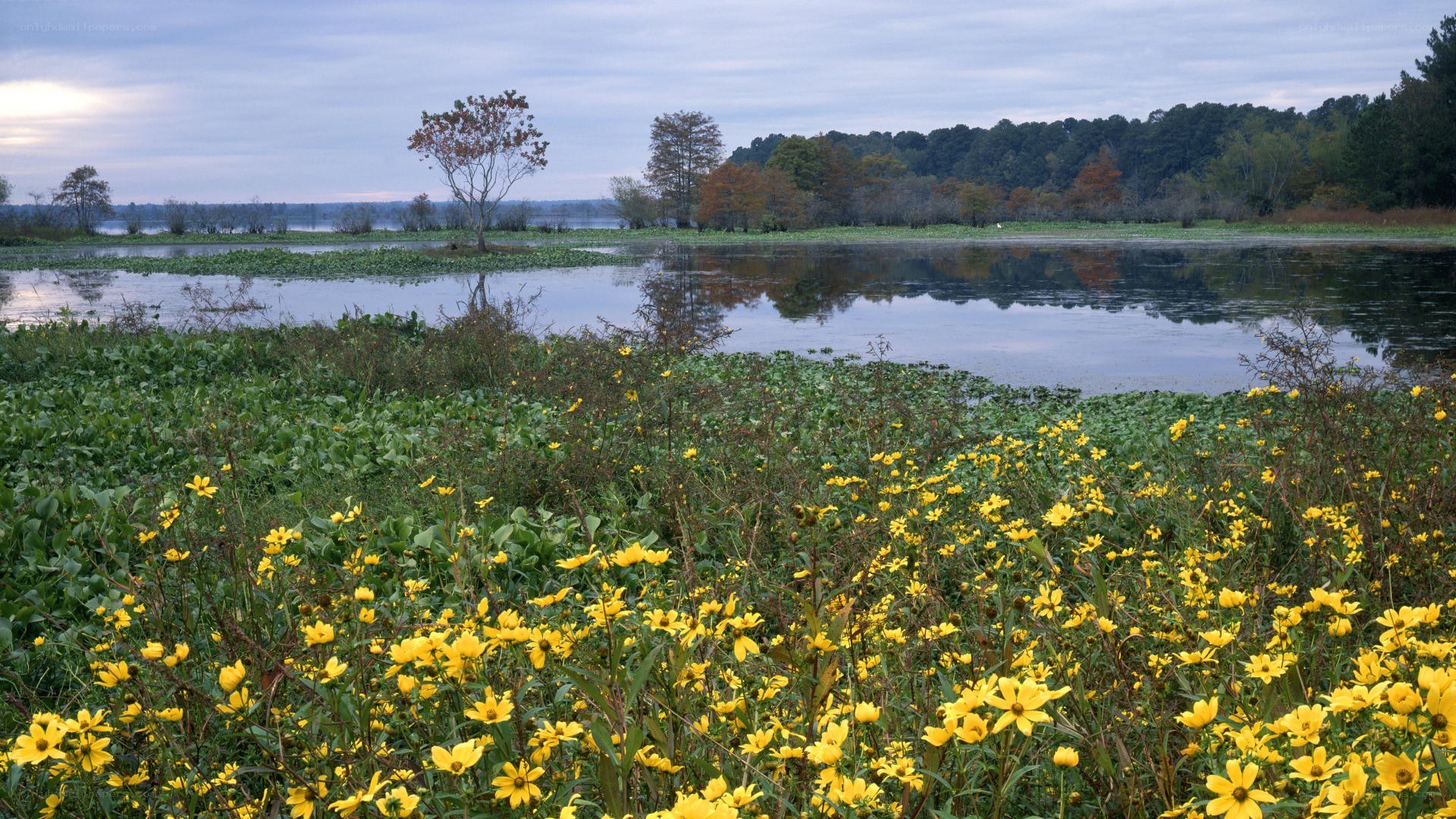 Yellow flowers by a lake