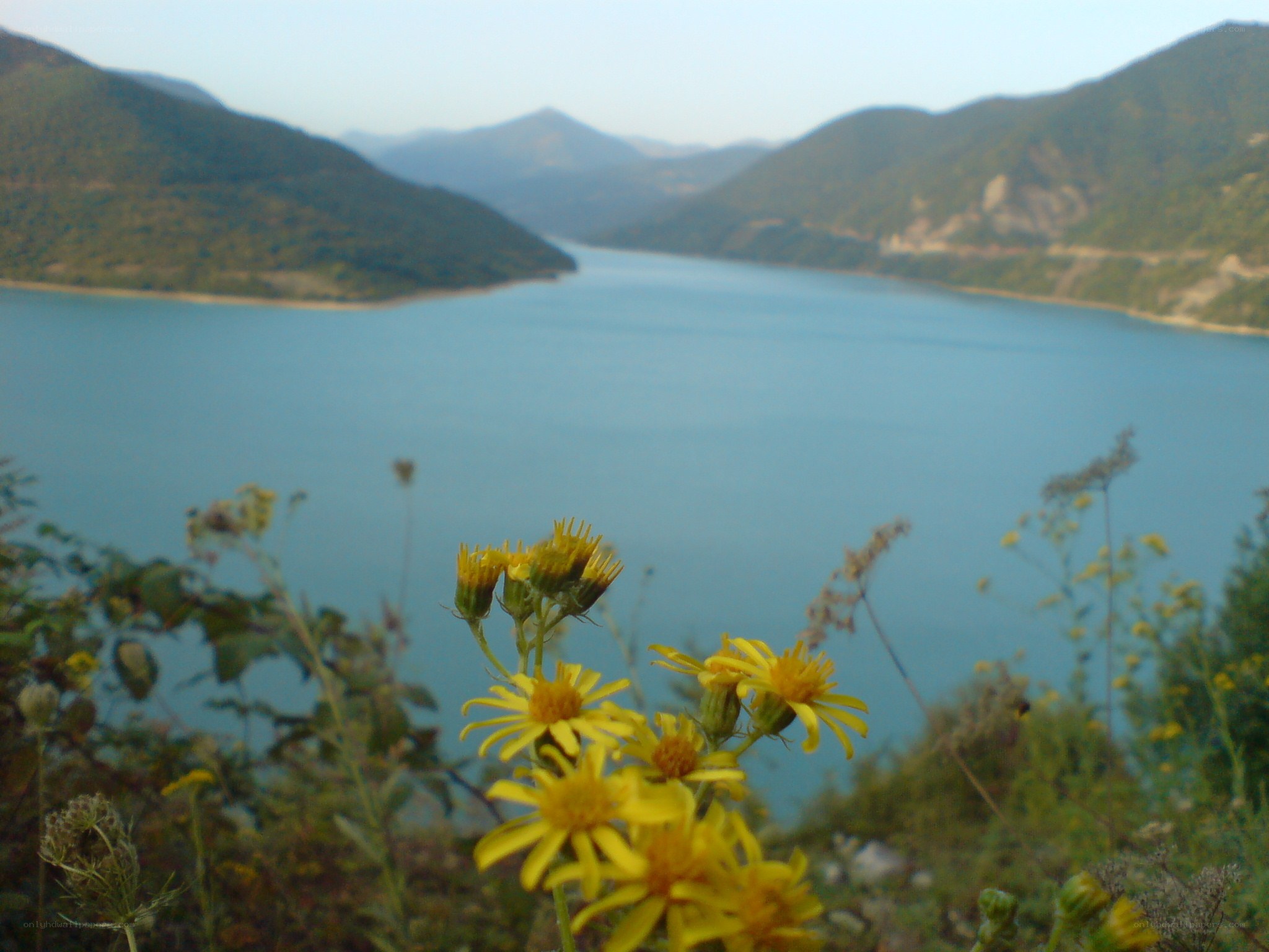 Yellow flowers by a lake