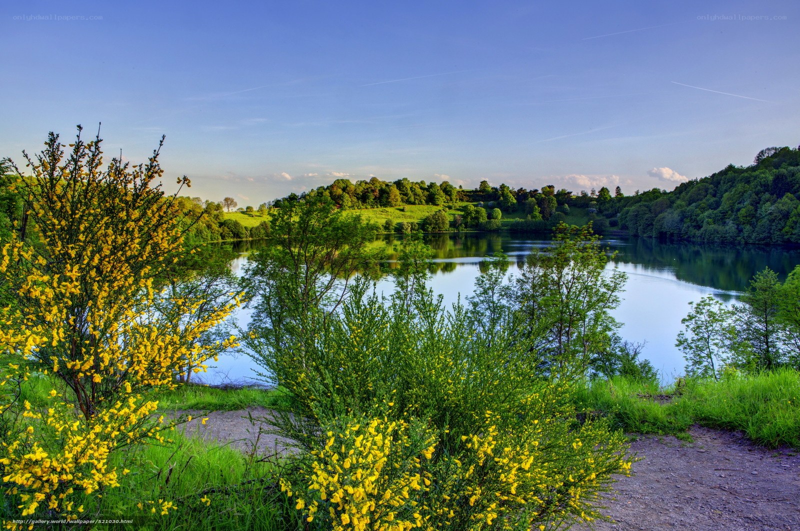 Yellow flowers by a lake