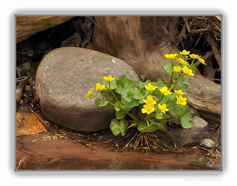 Yellow flowers by a rock