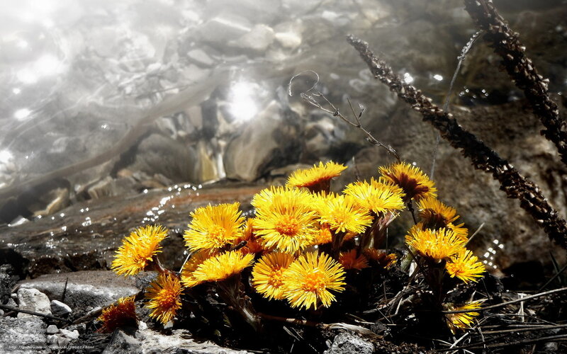 Yellow flowers by a stream