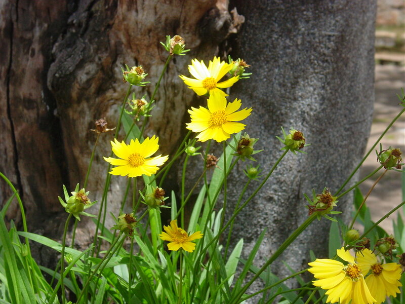 Yellow flowers by a tree trunk