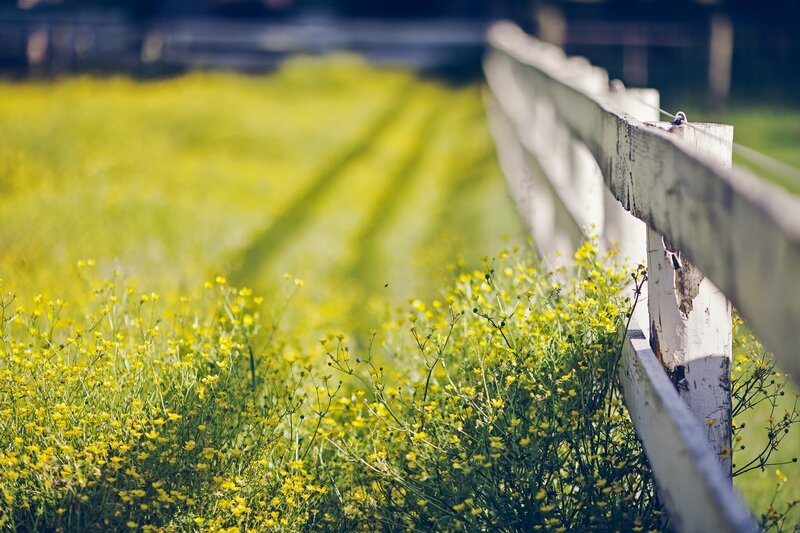 Yellow flowers by a white fence