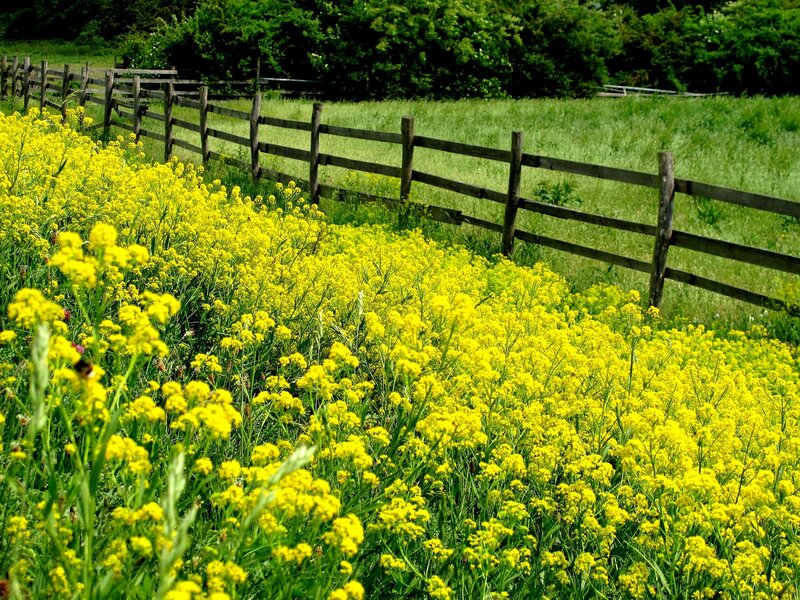 Yellow flowers by a wooden fence