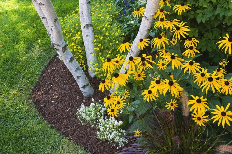 Yellow Flowers by Birch Trees
