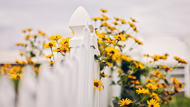 Yellow Flowers by Fence — Calm
