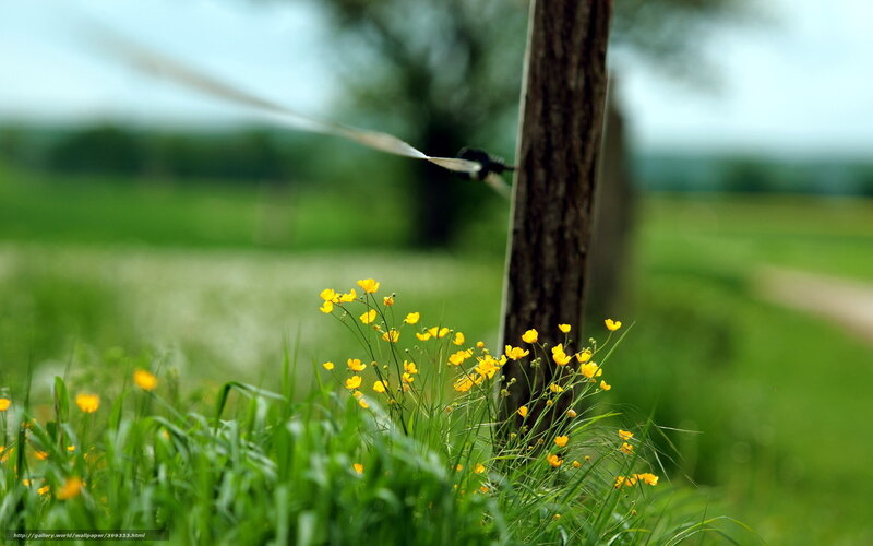 Yellow Flowers by Fence — Green