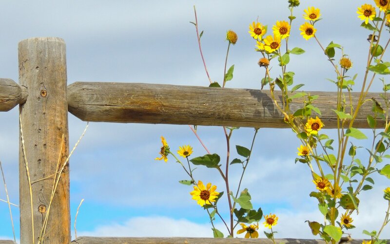 Yellow Flowers by Fence — Serene, Afternoon