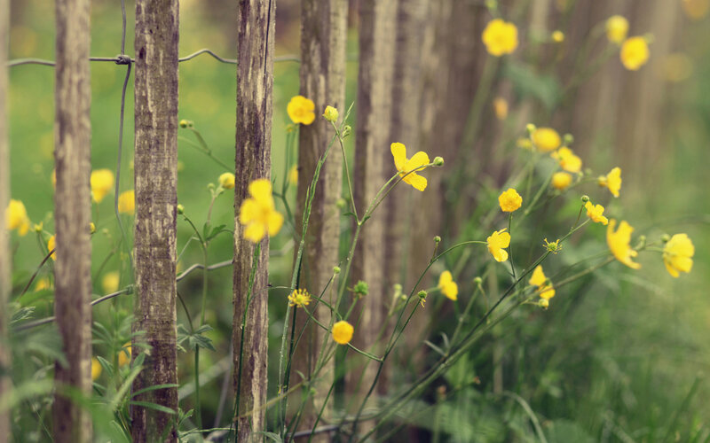 Yellow Flowers by Fence — Serene
