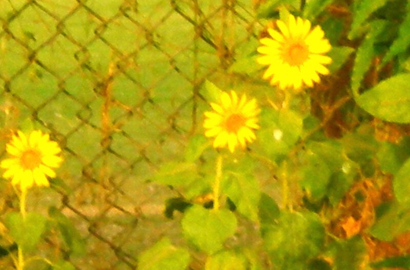 yellow flowers by fence