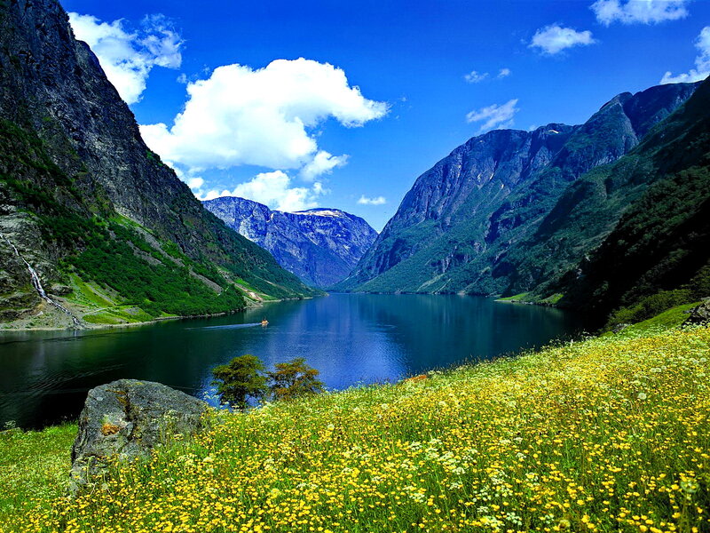 Yellow Flowers by Fjord