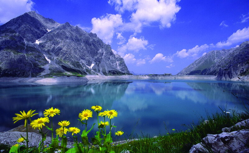 Yellow Flowers by Lake — Blue, Serene, Afternoon, Photograph