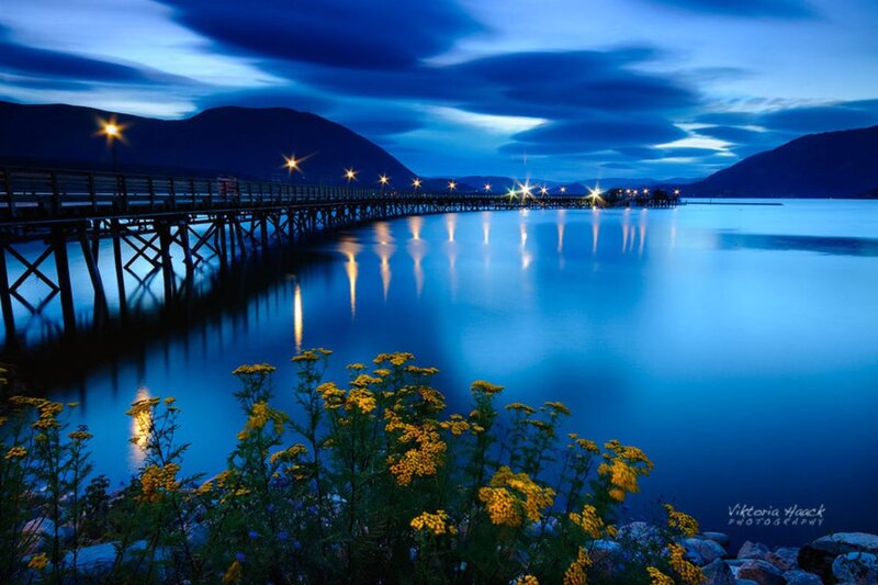 Yellow Flowers by Lake — Blue, Serene, Night