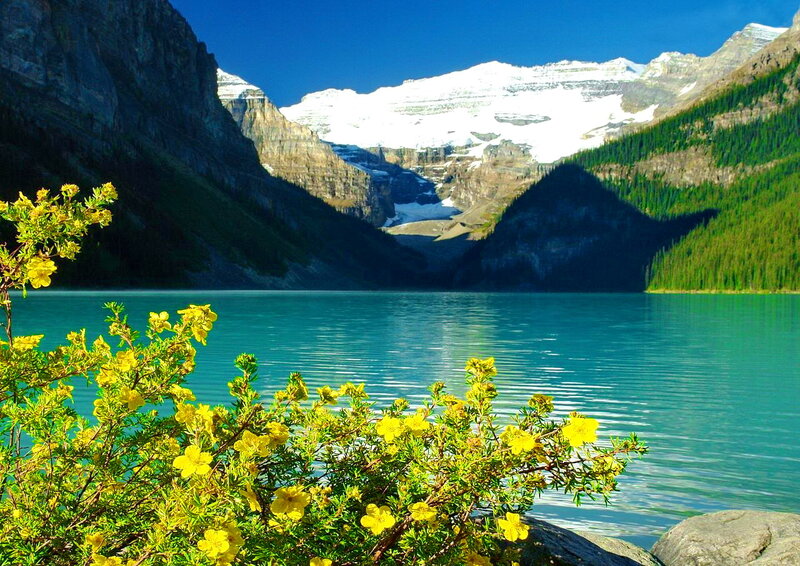 Yellow Flowers by Lake — Blue, Serene, Summer, Photograph, Mountains