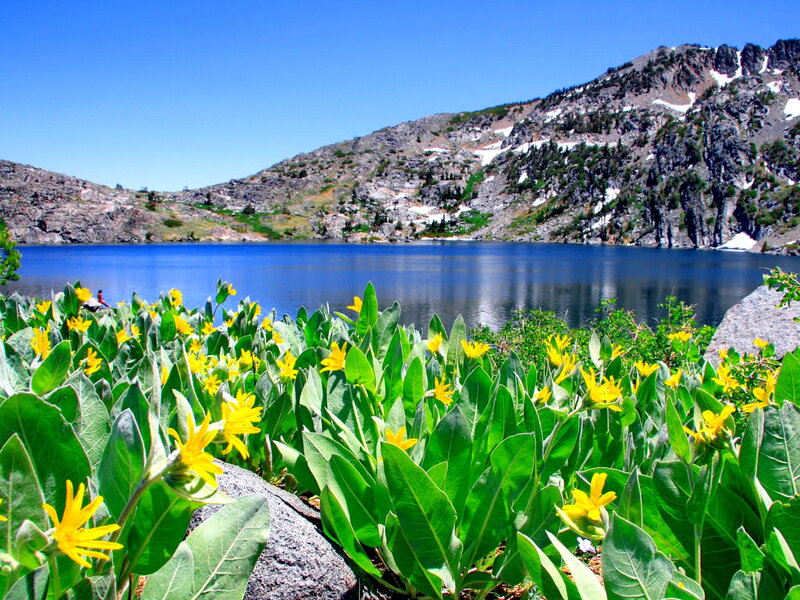 Yellow Flowers by Lake — Blue, Serene, Summer, Photograph