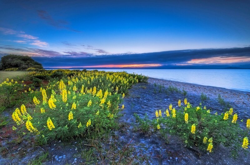 Yellow Flowers by Lake — Blue, Serene, Sunset, Photograph