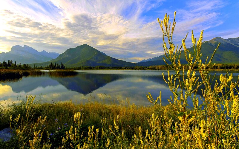Yellow Flowers by Lake — Blue, Serene, Sunset