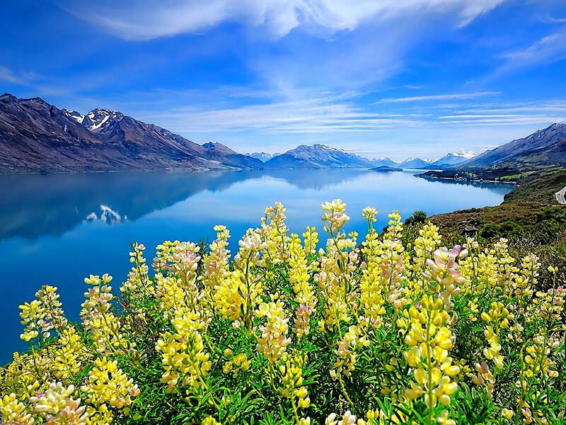 Yellow Flowers by Lake — Blue, Serene