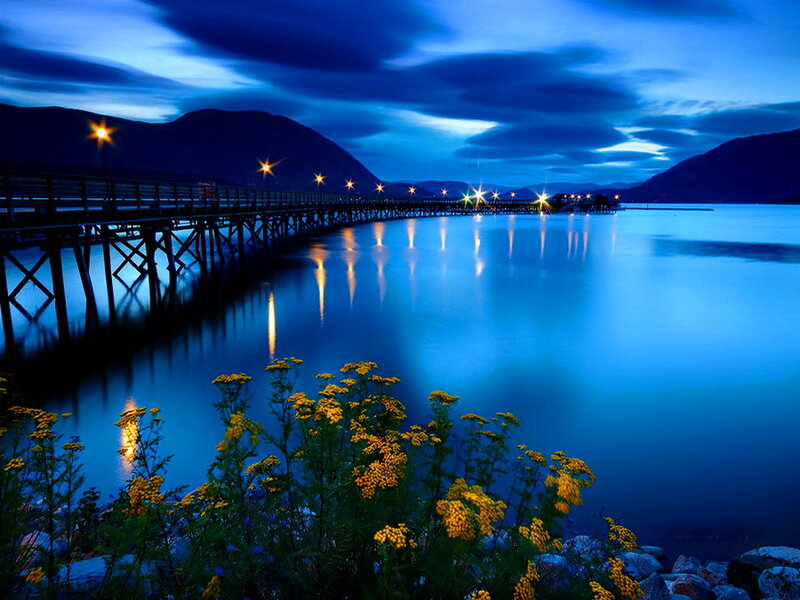 Yellow Flowers by Lake — Blue