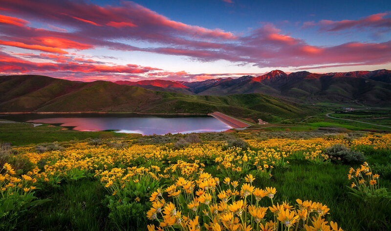 Yellow Flowers by Lake — Dramatic, Sunset